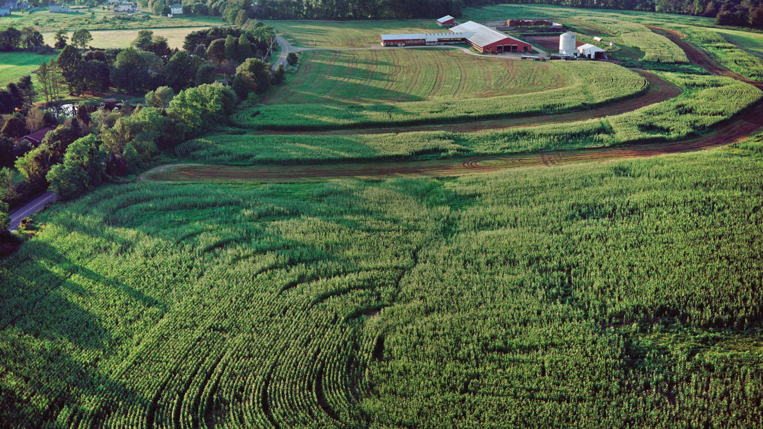 Featured image for “Dairy Farming Defines America”
